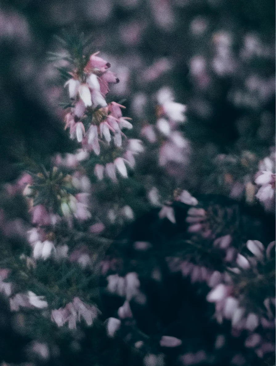 Soy Wax Candle, Heather