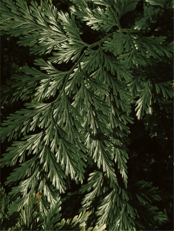 Brightening Face & Body Exfoliator with Kojic Acid